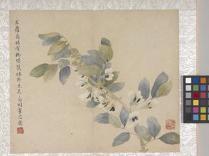 8-bladig album van bloemen, midden 1700s door School Chinese