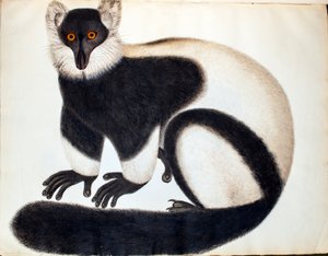 Zwart-witte vari, uit de 