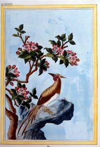 Chinese kunst: bloemen en vogels. 18e eeuw door School Chinese