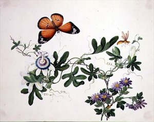 Passiebloem en vlinder