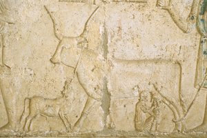 Oud Egypte, muursnede, Petosiris graf, Tuna el Gebel, 300 v.Chr., koe melken door School Egyptian