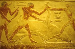 Oude Egypte, muurgravure, Mastaba/Tombe van Idout, Saqqara, 2323-2150 v.Chr., stier geslacht voor offer