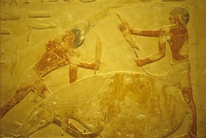 Oude Egypte, muurgravure, Mastaba/Tombe van Idout, Saqqara, 2323-2150 v.Chr., stier geslacht voor offer door School Egyptian