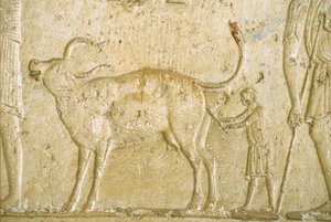 Oud Egypte, Muur gravure/schildering, Petosiris Graf, Tuna Gabel, Tuna el Gebel, 300 v.Chr., Helpen bij de geboorte van een koe door School Egyptian