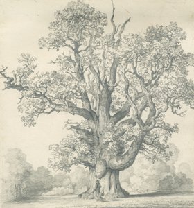 Needwood - Swilcar Oak: potloodtekening door School English