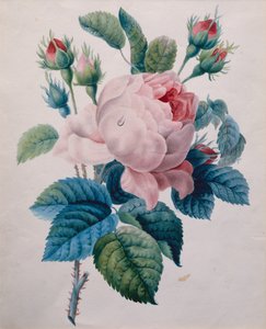 Een Roos