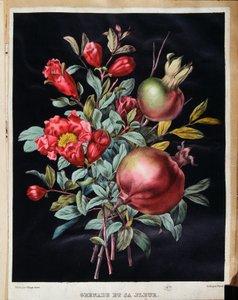 Granaatappel en zijn bloem - botanische plaat door School French