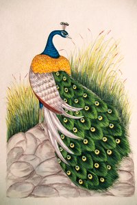 Miniatuurschilderij op zijde Pauw