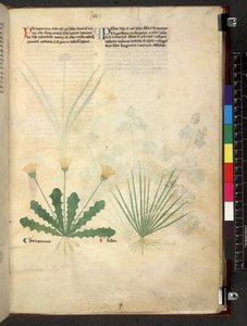 Tractatus de herbis (Kruidenboek) ca. 1280-1310 door School Italian