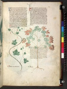 Tractatus de herbis (Kruidenboek) ca. 1280-1310