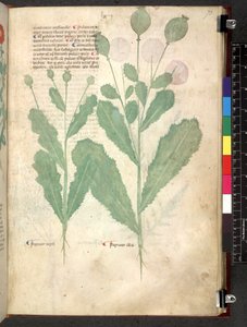 Tractatus de herbis (Kruidenboek) ca. 1280-1310 door School Italian