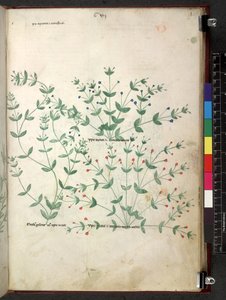 Tractatus de herbis (Kruidenboek) ca. 1280-1310 door School Italian