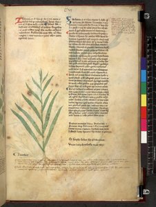 Tractatus de herbis (Kruidenboek) ca. 1280-1310 door School Italian