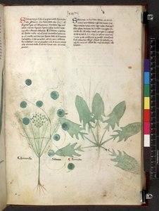 Tractatus de herbis (Kruidenboek) ca. 1280-1310 door School Italian