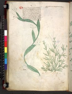 Tractatus de herbis (Kruidenboek) ca. 1280-1310 door School Italian