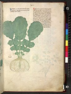Tractatus de herbis (Kruidenboek) c.1280-1310 door School Italian