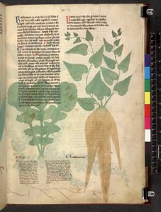 Tractatus de herbis (Kruidenboek) c.1280-1310 door School Italian