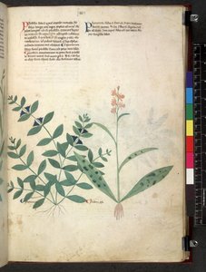 Tractatus de herbis (Kruidenboek) c.1280-1310 door School Italian