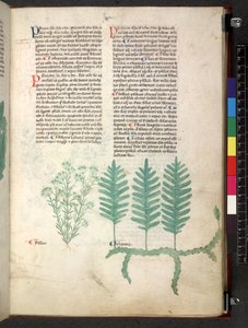 Tractatus de herbis (Kruidenboek) c.1280-1310 door School Italian