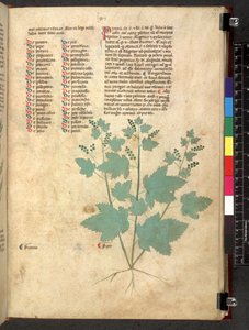 Tractatus de herbis (Kruidenboek) c.1280-1310 door School Italian