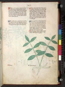 Tractatus de herbis (Kruidenboek) c.1280-1310 door School Italian