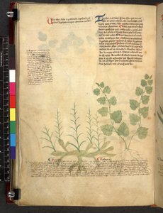Tractatus de herbis (Kruidenboek) c.1280-1310 door School Italian