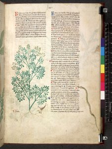Tractatus de herbis (Kruidenboek) c.1280-1310 door School Italian