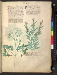 Tractatus de herbis (Kruidenboek) c.1280-1310 door School Italian