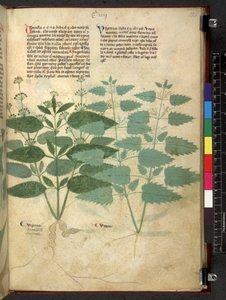 Tractatus de herbis (Kruidenboek) c.1280-1310 door School Italian