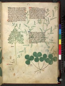 Tractatus de herbis (Kruidenboek) c.1280-1310 door School Italian