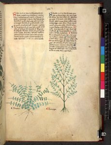 Tractatus de herbis (Kruidenboek) c.1280-1310 door School Italian