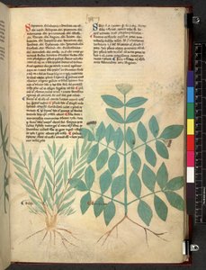 Tractatus de herbis (Kruidenboek) c.1280-1310 door School Italian