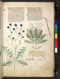 Tractatus de herbis (Kruidenboek) c.1280-1310 door School Italian