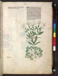 Tractatus de herbis (Kruidenboek) c.1280-1310 door School Italian