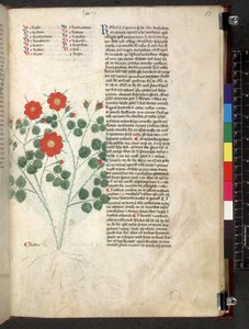 Tractatus de herbis (Kruidenboek) c.1280-1310 door School Italian