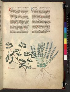 Tractatus de herbis (Kruidenboek) c.1280-1310 door School Italian