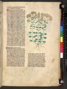 Tractatus de herbis (Kruidenboek) c.1280-1310 door School Italian