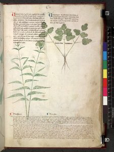 Tractatus de herbis (Kruidenboek) c.1280-1310 door School Italian