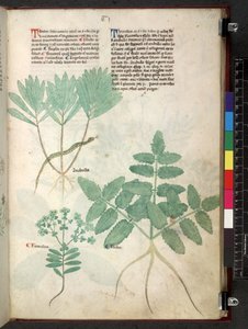 Tractatus de herbis (Kruidenboek) c.1280-1310 door School Italian