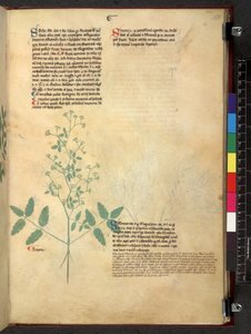 Tractatus de herbis (Kruidenboek) c.1280-1310 door School Italian