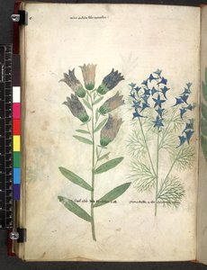 Tractatus de herbis (Kruidenboek) c.1280-1310