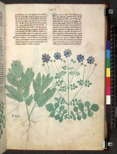 Tractatus de herbis (Kruidenboek) c.1280-1310 door School Italian