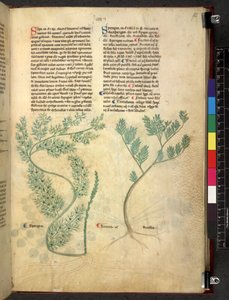 Tractatus de herbis (Kruidenboek) c.1280-1310 door School Italian