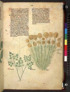 Tractatus de herbis (Kruidenboek) c.1280-1310 door School Italian