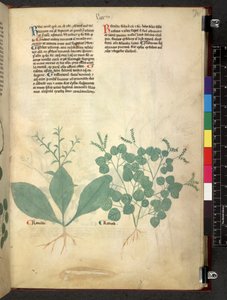 Tractatus de herbis (Kruidenboek) c.1280-1310 door School Italian