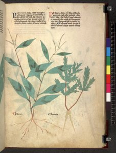 Tractatus de herbis (Kruidenboek) c.1280-1310 door School Italian
