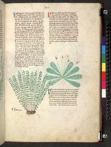 Tractatus de herbis (Kruidenboek) c.1280-1310 door School Italian
