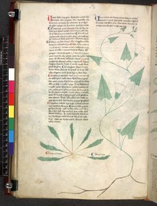 Tractatus de herbis (Kruidenboek) c.1280-1310 door School Italian