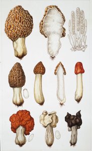 Paddenstoelen
