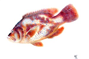 Gyotaku